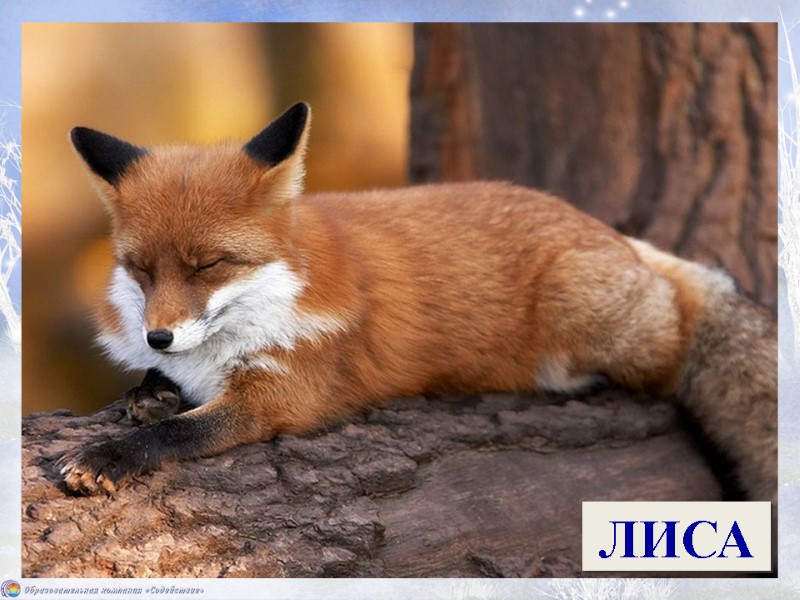 Рыжая плутовка, Хитрая воровка, Курочку стащила, К норе засеменила. Ждут её ребята, Рыжие... А